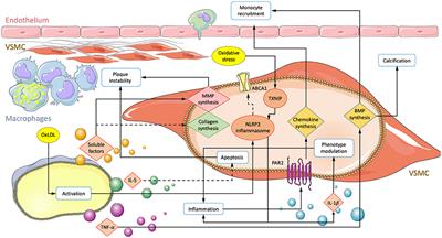 Molecular Interactions Between Vascular Smooth Muscle Cells and Macrophages in Atherosclerosis